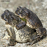 arroyo toad