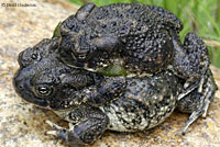 arroyo toad