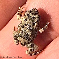 arroyo toad