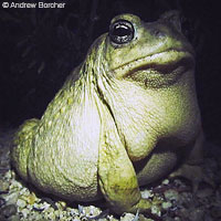 arroyo toad