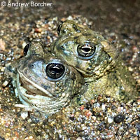 arroyo toad