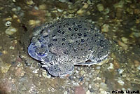 arroyo toad