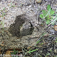 arroyo toad