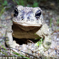 arroyo toad