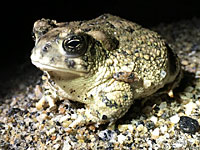 arroyo toad