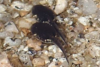 arroyo toad tadpoles