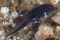 arroyo toad tadpoles