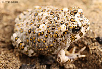 arroyo toad