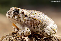 arroyo toad