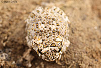 arroyo toad