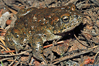 Yosemite Toad