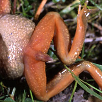 Tailed Frog