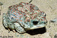 Red-spotted Toad