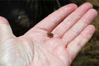 Red-spotted Toad