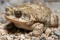 Red-spotted Toad