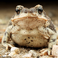 Red-spotted Toad