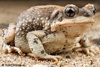 Red-spotted Toad