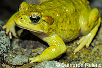 Red-spotted Toad