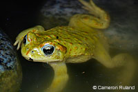 Red-spotted Toad