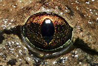 Coastal Tailed Frog