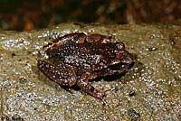 Coastal Tailed Frog