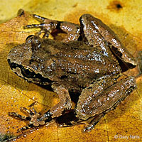 Coastal Tailed Frog