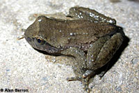 Coastal Tailed Frog