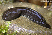 Coastal Tailed Frog tadpole