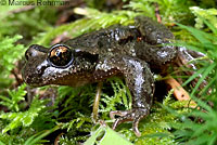 Coastal Tailed Frog