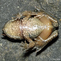 Coastal Tailed Frog