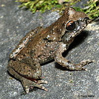 Coastal Tailed Frog