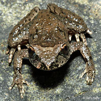 Coastal Tailed Frog