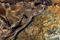 Coastal Tailed Frog