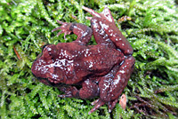 Coastal Tailed Frog