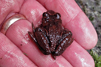 Coastal Tailed Frog