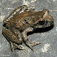 Coastal Tailed Frog