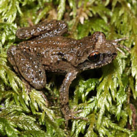 Coastal Tailed Frog