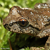 Coastal Tailed Frog