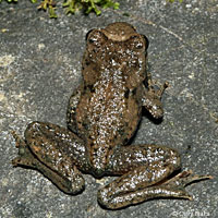 Coastal Tailed Frog