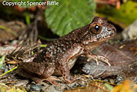 Coastal Tailed Frog