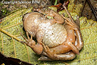 Coastal Tailed Frog