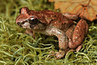 Coastal Tailed Frog