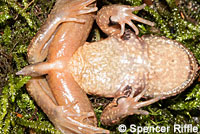 Coastal Tailed Frog