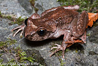 Coastal Tailed Frog