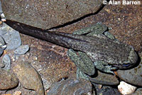 Coastal Tailed Frog tadpole