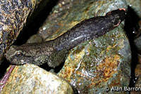 Coastal Tailed Frog tadpole