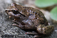 Coastal Tailed Frog