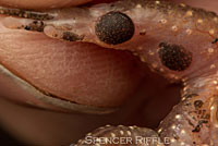 Coastal Tailed Frog