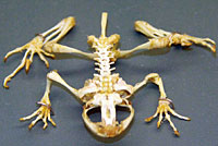 Coastal Tailed Frog