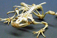 Coastal Tailed Frog